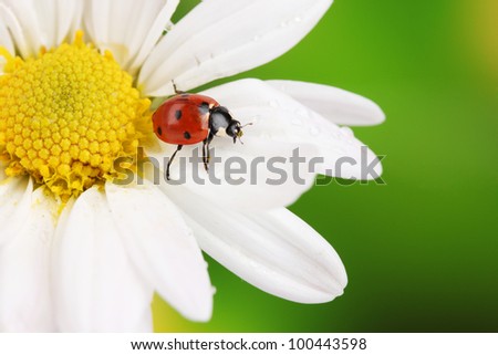 Ladybug sitting on chamomile flower on green background