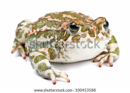 Bufo viridis. Green toad on white background.