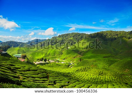 Tea plantation Cameron highlands, Malaysia Royalty-Free Stock Photo #100456336
