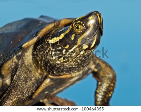 Close up of swamp baby turtle reptile resting on the rock in the small pond with water background. It is a marine animal wildlife documentary.