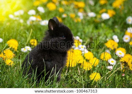 Rabbit baby bunny in green grass and dandelion meadow
