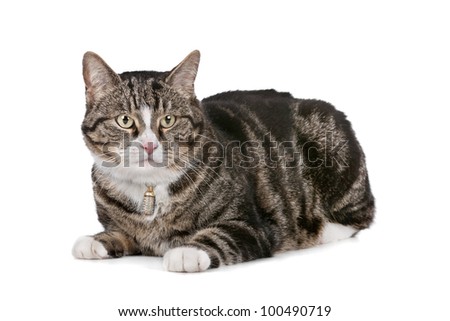 cat in front of a white background