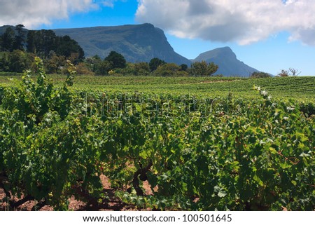 Vineyards of Groot Constantia, Western Cape, South Africa. Table Mountain and Devil's Peak in the background. Royalty-Free Stock Photo #100501645