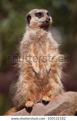 Meerkat stands to attention (Suricata suricatta)