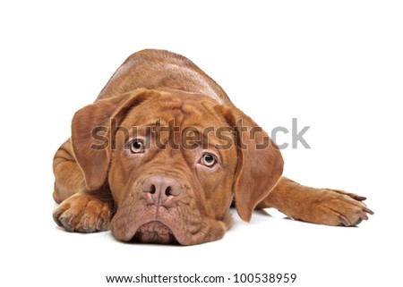 Dogue de Bordeaux in front of a white background Royalty-Free Stock Photo #100538959