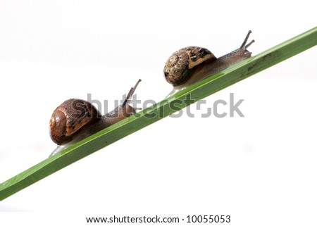 two snails moving upwards on a green leaf Royalty-Free Stock Photo #10055053