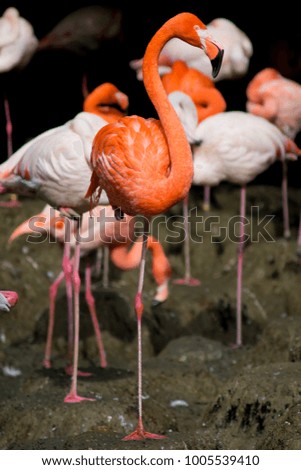 beautiful group of pink flamingos
