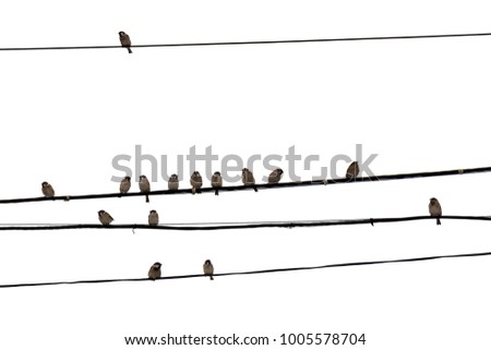 A flock of sparrows sitting on wires on a white background Royalty-Free Stock Photo #1005578704