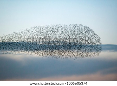 Large flock of starlings Royalty-Free Stock Photo #1005605374