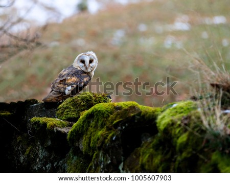 



A moody winter photo, an owl sitting on an old stone wall with moss.
Barn Owl, Tyto alba 