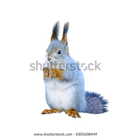 Squirrel isolated, tassels on the ears.