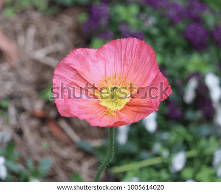 Red poppy flower pictured in the garden.  Anzac Day. Remembrance Day.