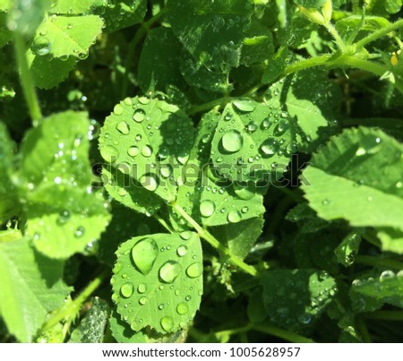 Cloverleaf covered with drops of rain water of different sizes 