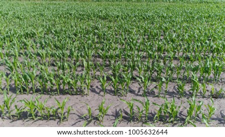 Aerial  photo of maize field with still young and small corn plants showing the wide agricultural field with the just planted crops in early grow stage early summer season