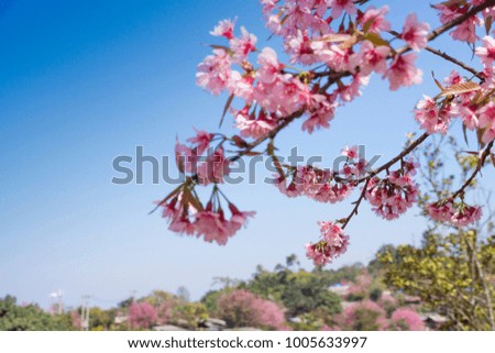 Pink flowers that bloom in the winter, bright sky, Chiang Mai, Thailand