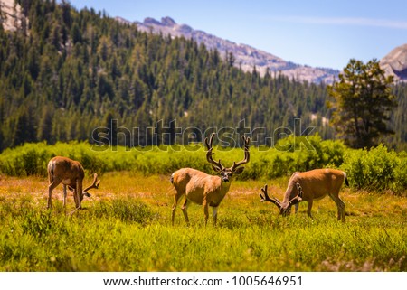 Yosemite National Park Mule Deer Royalty-Free Stock Photo #1005646951
