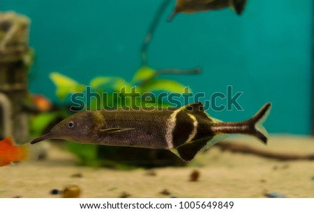 Gnathonemus petersii elephantnose fish