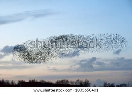 Dance of starlings Royalty-Free Stock Photo #1005650401