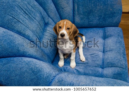 Portrait of noble beagle pet at home interior