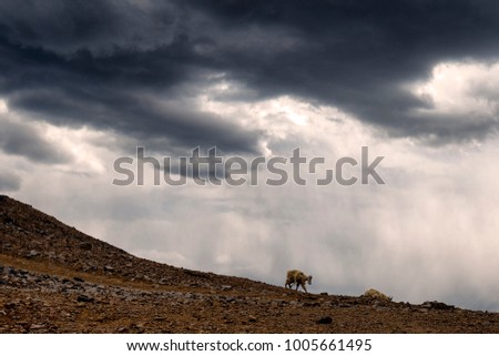 Mountain goats walks along rocky ridge.