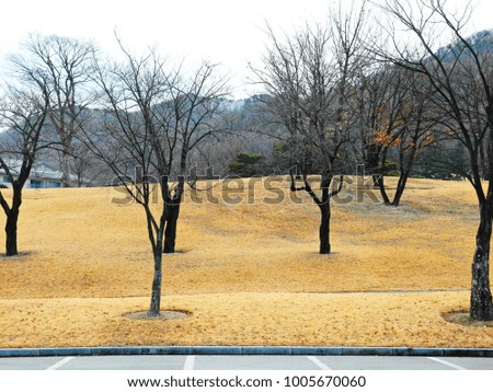 Deciduous tree in the winter of South Korear