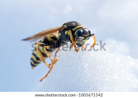 Wasp on snow. Macro photo of the fighter wasp on snow. Hornet in full action during the winter or spring season.  Insect comes alive after a cold winter. Snow fall during summer season, as cataclysm.