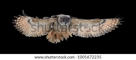 Isolated on black background, Eagle owl, Bubo bubo, giant owl flying directly at camera with fully outstretched wings. Owl with bright orange eyes. Nocturnal bird of prey in back light. Royalty-Free Stock Photo #1005672235