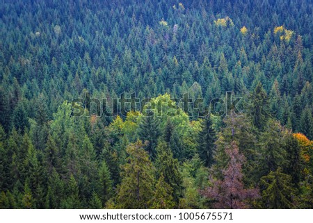 Forests around Table Mountains in Sudetes, view from Bird Mount near Karlow village