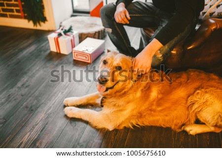golden retriever,labrador lies next to the owner feet a male. hand of man stroking dog.In the interior of house on wooden floor near the window with a Christmas,Christmas decor and boxes with gifts.