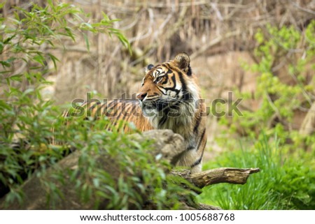Sumatran tiger stand hiden in rainforest and his head is turned backward. Tiger male look back in the wild nature of Kerinci Seblat National Park against the rocks backdrop. Panthera tigris sumatrae Royalty-Free Stock Photo #1005688768