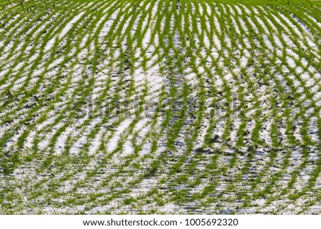 interwoven lines of wheat and snow cover , growing of grain, selection