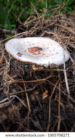 Mushroom grow on soil 