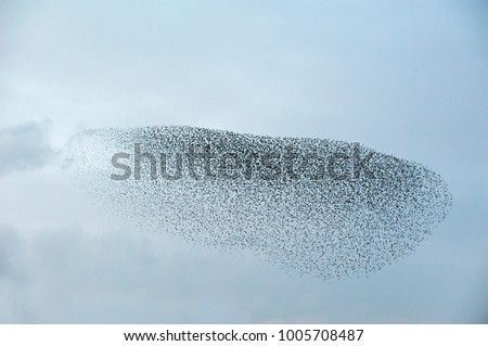 Flock of starlings Royalty-Free Stock Photo #1005708487