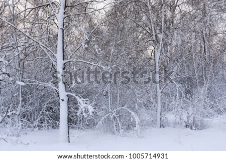 natural winter background. a beautiful sunny morning after a snowstorm. trees in the snow. warm light.