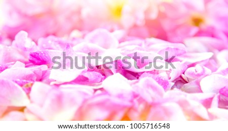 Sweet color roses in soft style for background.