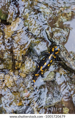 salamander in the wild, in the water of a mountain stream