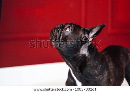 french bulldog black