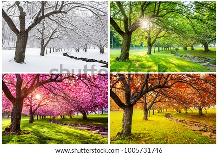 Four seasons with japanese cherry trees in Hurd Park, Dover, New Jersey Royalty-Free Stock Photo #1005731746