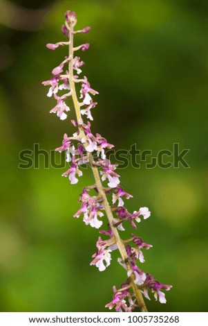 Sirindhornia mirabilis ,endemic species orchid ,Thailand 