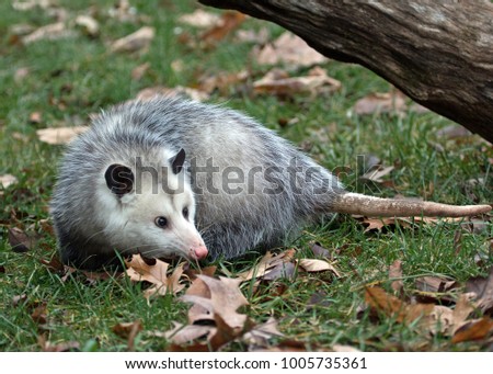 young possum foraging for food
