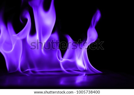 Beautiful fire purple flames on a black background.