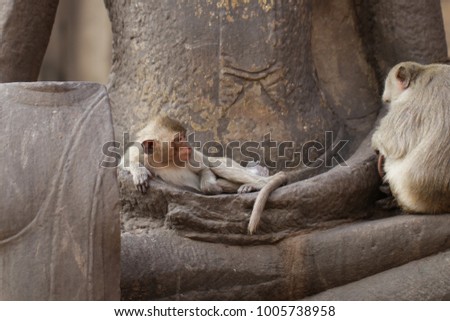 Children Monkey sitting sleeping on ancient Buddha hand statue, Candid animal wildlife picture waiting for food, group of mammal on historical travel destination in Asia