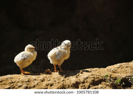 Two little chicks stands on the ground. Picture with copy space.