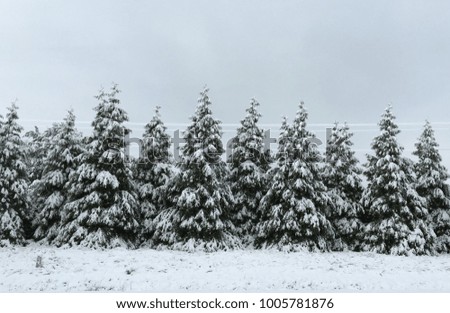 Silent Snow Capped Trees