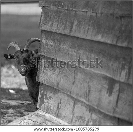 A domestic goat peeks out from behind the corner of a wooden shed. Humor. Black-and-white picture