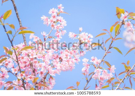 Beautiful cherry blossom flower with full bloom in Chiang Mai Thailand