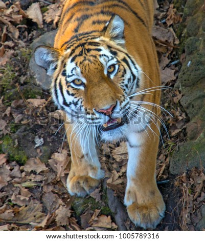 the great Siberian Tiger, a beautiful predator shows teeth, plays and poses for the camera. Taiga