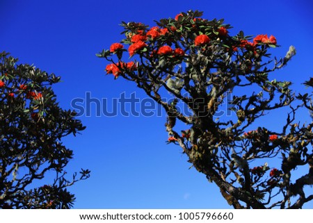 Rhododendron arboreum ,an evergreen shrub with a showy display of bright red flower ,Thailand