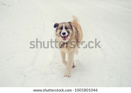 German Shepherd Dog running with stick in mouth down snow covered trail in woods
