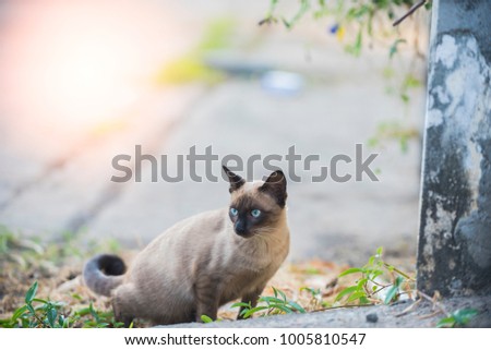 Thai cat brown  